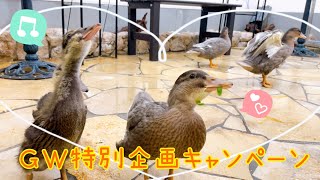 【鳥のいるカフェ🕊千駄木店】ＧＷ特別企画キャンペーン‼️コールダックが破格のお値段でお迎え出来ますー✨