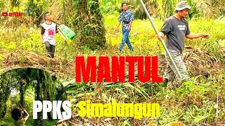 Sawit mantul varietas Simalungun @Banglm08 Part 1