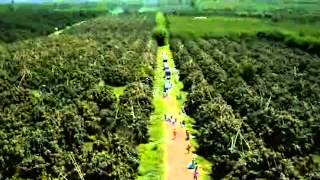 VDO corporate Aim Thai Fruit