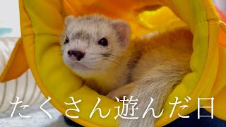 遊び疲れて拗ねちゃうフェレット【ferret#1746】