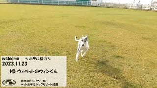 ペットホテル ドッグリゾート成田宿泊 I様ウィペットのウィンくん11/23