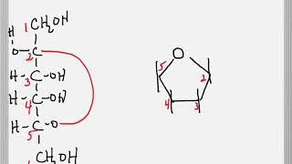 Cyclization of a Sugar to Form a Furanose Ring