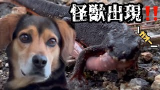 【閲覧注意】過酷な大地に生きる！動物たちの戦いの記録 #奄美大島 #nゴン太 #シリケンイモリ