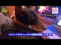 人の膝の上に乗りたいドーベルマン　１歳１ヶ月　【４k動画】