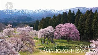 釜の越農村公園の桜群（置賜桜回廊・白鷹町）