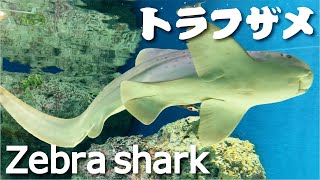 【4Kアクアリウム】トラフザメ【Zebra Shark】