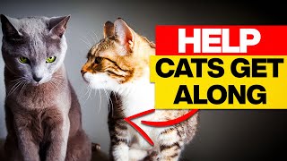 10 Dangerous Signs Your Cats Don't Get Along (8 Is Surprising !)