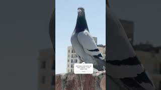 PUNJAB PIGEONS LOFTS #kabutarbazi #pigeonshorts #pets