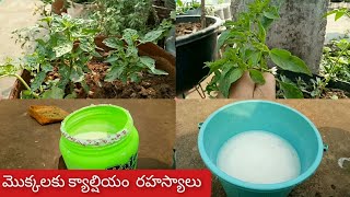 మీ తోటలో మెుక్కలకు పూత రాలిపోతుందా || ఆకులు ముడుతగా ఉన్నాయ || ఐతే ఇలా చేయండి