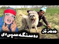 Da Singa Spe De || Pashto New Funny Video 2023 by Tuti Gull Vines