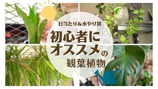 【ご自宅の環境に合わせた植物選び】初心者にも育てやすい観葉植物＊日当たり＆水やり別編