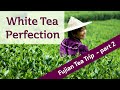 WHITE TEA PERFECTION - Finding PINNACLE tea in China (FUJIAN TEA TRIP PART 2)