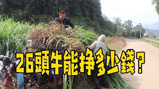 3兄弟農村養牛，每天割1000斤草，26頭牛能帶來多大的收益？【石頭秀】