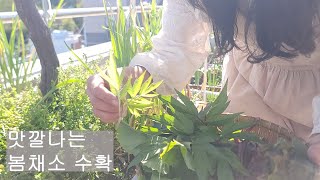 [도시농부 꽃님이 #97] 맛깔나는 봄채소 즐기기/옥상 텃밭 봄 보약 재배