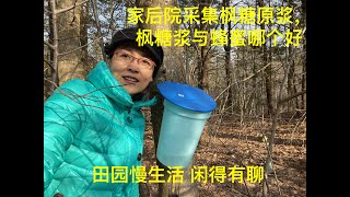 家后院采集枫糖原浆，枫树汁， 好喝的纯天然森林饮料，