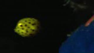 Yellow Boxfish(yg)