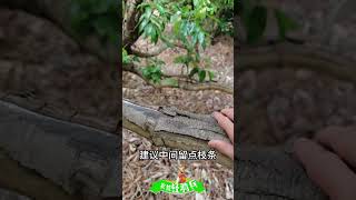 荔枝妃子笑控梢殺梢技術分享，打乙烯利+多效唑，或殺梢素，可以加點磷酸二氫鉀Litchi Ficus Control and Killing Technique Sharing