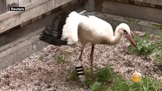 One-Legged Stork Walks With New 3D-Printed Leg Designed By High School Student