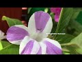 டிசம்பர்பூ செடி வாங்க இதுதான் சீசன் december flower plants season barleria cristata jhinti