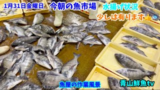 【少し有ります】【魚屋の作業風景】今朝の魚市場1月31日金曜日の水揚げ状況