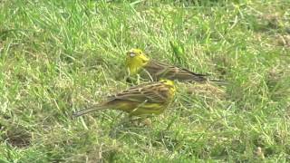 Yellowhammers feeding on garden lawn