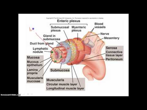 Which is the longest part of alimentary canal?