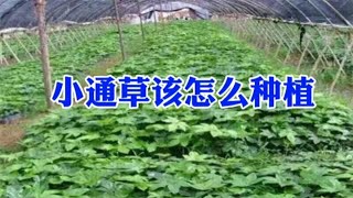 1亩收益20000元，低风险，高回报，农村致富种植好选择，收藏