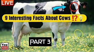 9 Things You Didn't Know About Cows [Part 3]