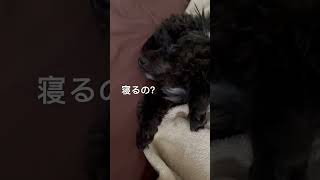 百獣の王獅子丸♂お昼寝まるちゃん🐶