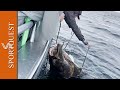 Fishing For Huge Halibut at Havoysund, Northern Norway