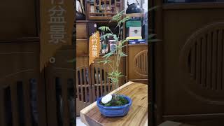 #米竹 #凤尾竹#bambooplant