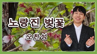 노량진 벚꽃 / 오찬성 (초대가수 ) 송광호노래교실 (MG 새마을금고 광명동부)