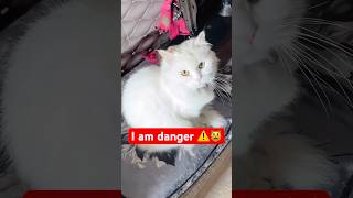 My cat is unstoppable 🚨🦁 #shorts #dog #husky #cat | Review reloaded