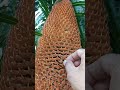 cycas male plant m.cone microsporophyll microsporangia u0026 microspores @dr.anilbotanylectures6842