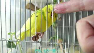 セキセイインコの筆毛をカキカキするチャンスだったが…⁉　It was a chance to squeeze the budgerigar's pin feathers⁉