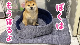 勝手に2段ベッドを作り上げ寝るよアピールしてくる柴犬が可愛い