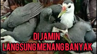 suara pikat burung RUAK RUAK PALING AMPUH