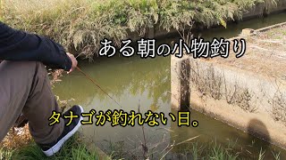 初冬の小物釣り  タナゴ釣りのはずでしたが・・・ 【霞ヶ浦】 ふな釣り MICRO FISHING