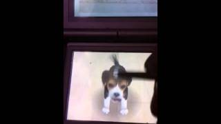 nintendog guide: part 2