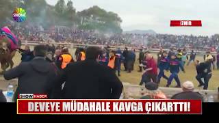 Deveye müdahale kavga çıkarttı!