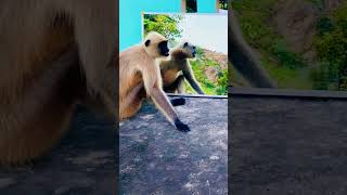 Mirror Prank for #monkey Hilarious Reaction | very #funny video try not to #laugh #shorts
