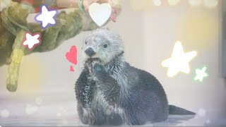 1分弱でキラちゃんの可愛いがたっぷり【鳥羽水族館】