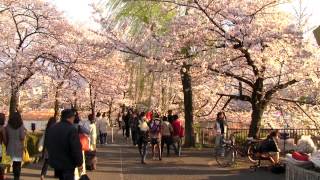 Cherry Blossoms in Tokyo - Ueno Park