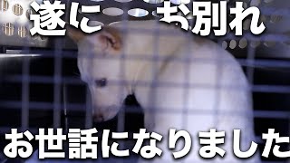 【身震】震えが止まらない！お世話になった犬舎との別れ【ピースワンコ】Part6