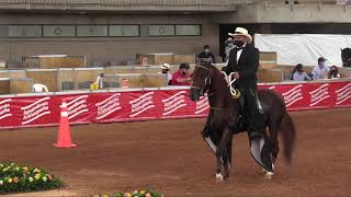 CABALLOS 48 A 60 PASO FINO Un homenaje a la Expointernacional equina