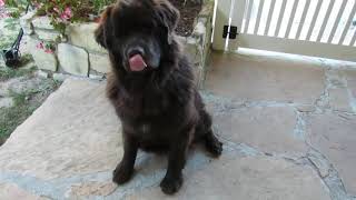 Giant Newfoundland can't hold back excitement for new gift