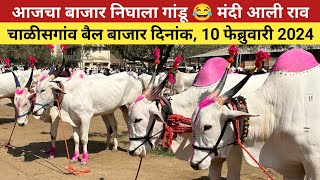 🛑Live चाळीसगांव बैल बाजार | 10 फेब्रुवारी 2024 | आजचा बाजार निघाला गांडू 😂 Chalisgaon bail bazar |