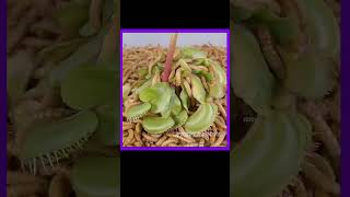 💢😱Mealworms Vs Monster Plant🌵 | Mealworm Experiment | facts in tamil only fact tamil #shorts