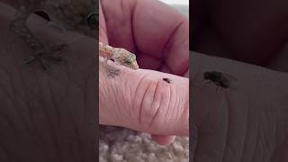 Feeding Micro Gecko - Pet Mediterranean Gecko