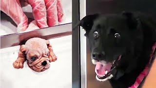 Dog Reaction to Cutting Cake - Funny Dog Cake Reaction Compilation | Animals Life
